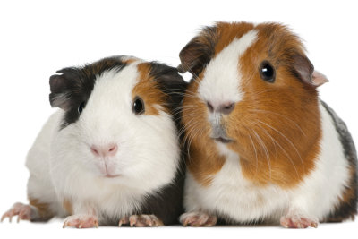 Guinea pigs, 3 years old, lying in front of white background